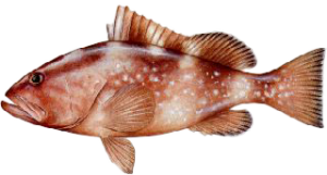 red-grouper
