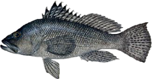 sea-bass