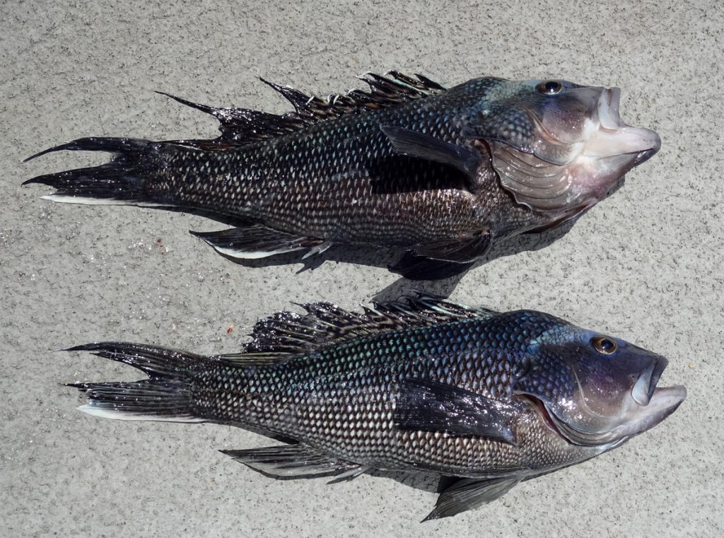 Pair of Nice Sea Bass