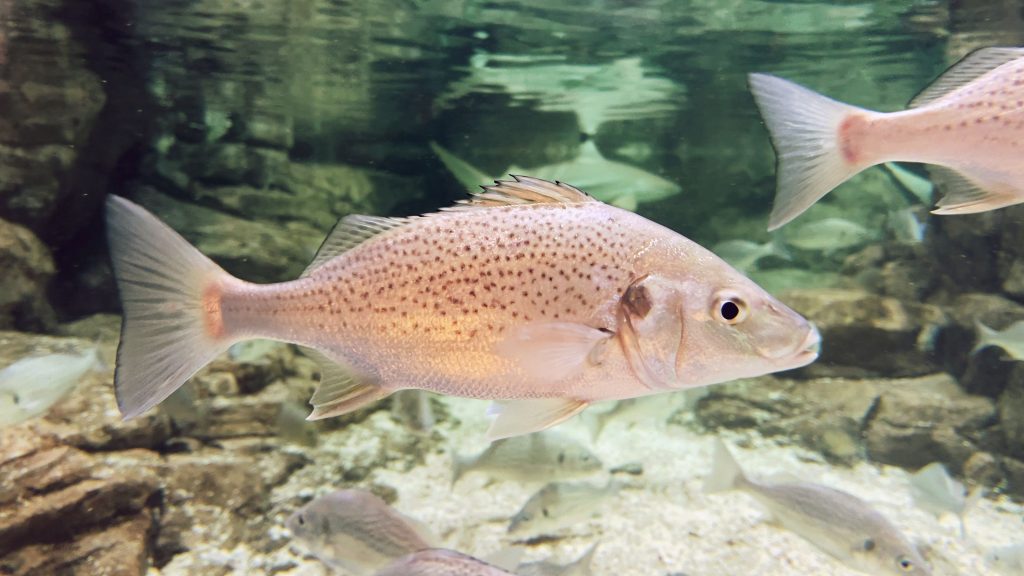 Mangrove snapper