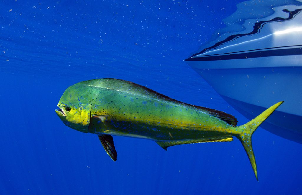 mahi mahi