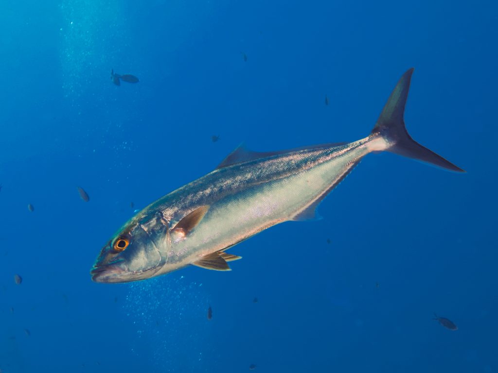 Amberjack