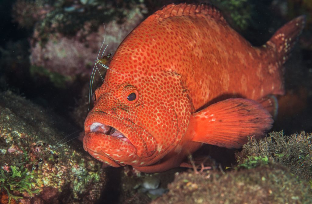 Red Grouper