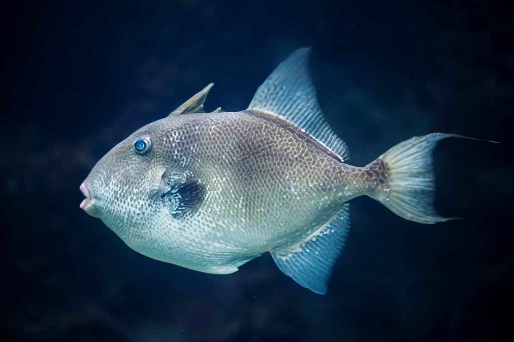 Grey Triggerfish